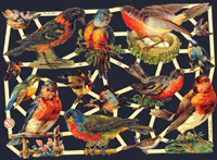 Glansbilledeark - Farverige fugle